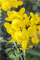 Genista tinctoria - Färberginster