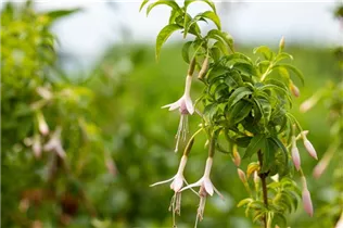 Fuchsia magellanica 'Alba' - Garten-Fuchsie 'Alba'