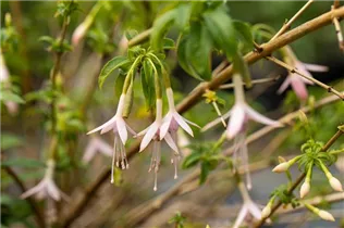 Fuchsia magellanica 'Alba' - Garten-Fuchsie 'Alba'