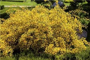 Genista lydia - Steinginster