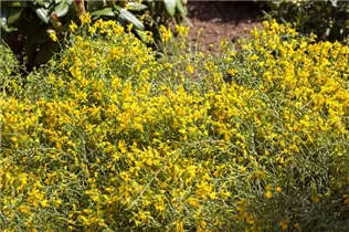 Genista lydia - Steinginster
