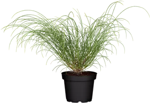 Genista lydia - Steinginster