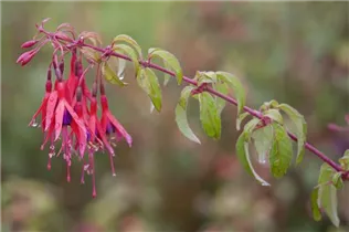 Fuchsia magellanica 'Tom Thumb' - Garten-Fuchsie