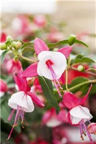 Fuchsia 'Margaret Kendrick' - Fuchsie