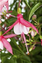 Fuchsia 'Margaret Kendrick' - Fuchsie