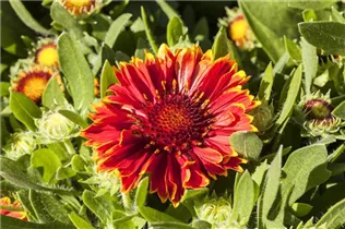Gaillardia aristata SpinTop - Gaillardia aristata SpinTop Gaillardia aristata SpinTop - Gaillardia aristata SpinTop