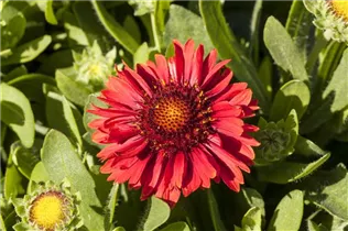 Gaillardia aristata SpinTop - Gaillardia aristata SpinTop Gaillardia aristata SpinTop - Gaillardia aristata SpinTop
