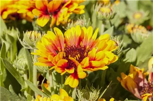 Gaillardia aristata SpinTop - Gaillardia aristata SpinTop Gaillardia aristata SpinTop - Gaillardia aristata SpinTop