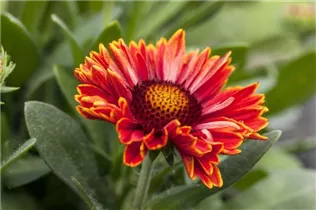 Gaillardia aristata SpinTop - Gaillardia aristata SpinTop Gaillardia aristata SpinTop - Gaillardia aristata SpinTop
