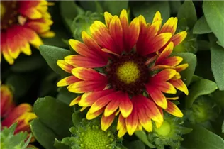 Gaillardia aristata SpinTop - Gaillardia aristata SpinTop Gaillardia aristata SpinTop - Gaillardia aristata SpinTop
