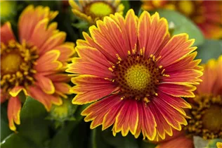 Gaillardia aristata SpinTop - Gaillardia aristata SpinTop Gaillardia aristata SpinTop - Gaillardia aristata SpinTop