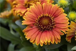 Gaillardia aristata SpinTop - Gaillardia aristata SpinTop Gaillardia aristata SpinTop - Gaillardia aristata SpinTop