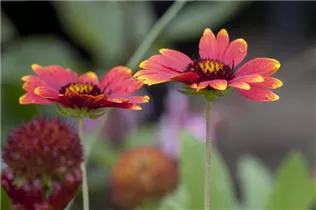 Gaillardia aristata 'Sunburst Burgundy'® - Kokardenblume 'Sunburst Burgundy'®