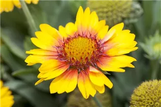 Gaillardia x grandiflora - Großblumige Kokardenblume