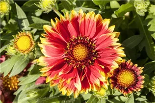 Gaillardia aristata 'Sunset Cutie' - Kokardenblume 'Sunset Cutie'