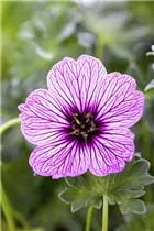 Geranium cinereum 'Ballerina' - Aschgrauer Garten-Storchschnabel 'Ballerina'