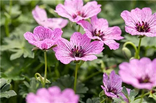 Geranium cinereum 'Ballerina' - Aschgrauer Garten-Storchschnabel 'Ballerina'
