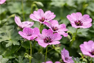 Geranium cinereum 'Ballerina' - Aschgrauer Garten-Storchschnabel 'Ballerina'