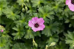 Geranium cinereum 'Ballerina' - Aschgrauer Garten-Storchschnabel 'Ballerina'