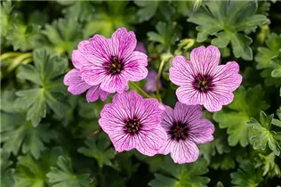 Geranium cinereum 'Ballerina' - Aschgrauer Garten-Storchschnabel 'Ballerina'