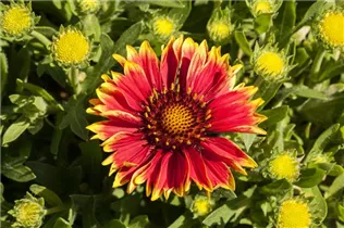 Gaillardia aristata 'Sunset Snappy' - Kokardenblume 'Sunset Snappy'