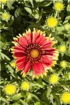 Gaillardia aristata 'Sunset Snappy' - Kokardenblume 'Sunset Snappy'