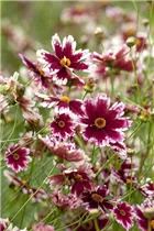 Gaillardia x grandiflora - Großblumige Kokardenblume