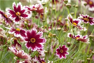 Gaillardia x grandiflora - Großblumige Kokardenblume