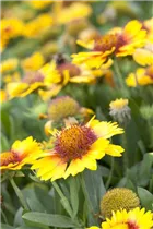 Gaillardia x grandiflora - Großblumige Kokardenblume