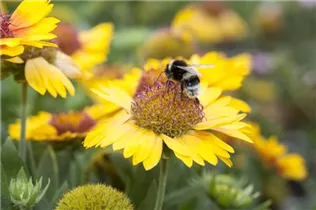 Gaillardia x grandiflora - Großblumige Kokardenblume