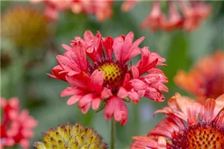 Gaillardia x grandiflora 'Fanfare'® - Großblumige Garten-Kokardenblume 'Fanfare'®