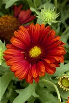 Gaillardia x grandiflora - Großblumige Kokardenblume