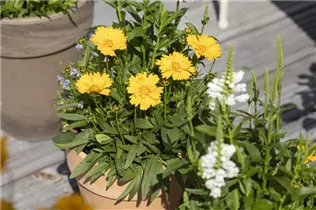 Gaillardia x grandiflora - Großblumige Kokardenblume
