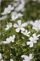 Geranium clarkei - Clarkes-Garten-Storchschnabel