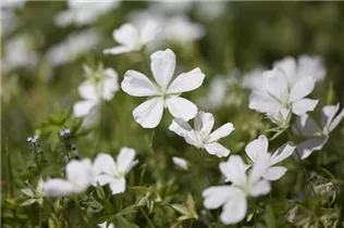 Geranium clarkei - Clarkes-Garten-Storchschnabel