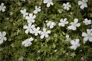 Geranium clarkei - Clarkes-Garten-Storchschnabel