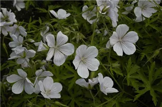 Geranium clarkei 'Kashmir White' - Clarkes-Garten-Storchschnabel 'Kashmir White'
