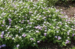 Geranium 'Dreamland'(s) - Garten-Storchschnabel