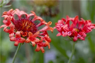 Gaillardia x grandiflora 'Fanfare'® - Großblumige Garten-Kokardenblume 'Fanfare'®