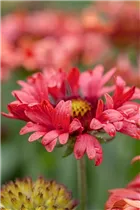 Gaillardia x grandiflora 'Fanfare'® - Großblumige Garten-Kokardenblume 'Fanfare'®