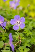 Geranium himalayense 'Baby Blue' - Garten-Storchschnabel 'Baby Blue'