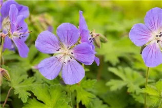 Geranium himalayense 'Baby Blue' - Garten-Storchschnabel 'Baby Blue'