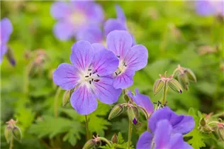 Geranium himalayense 'Baby Blue' - Garten-Storchschnabel 'Baby Blue'