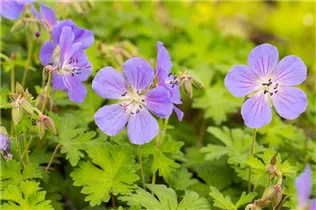 Geranium himalayense 'Baby Blue' - Garten-Storchschnabel 'Baby Blue'