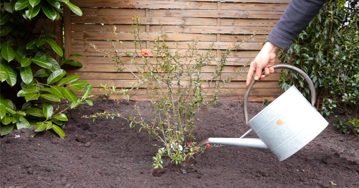  - Japanische Zierquitte - Einpflanzen im Garten