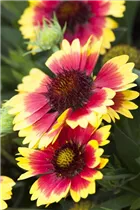 Gaillardia x grandiflora Sunset 'Mexican' - Kokardenblume Gaillardia x grandiflora Sunset 'Mexican' - Kokardenblume