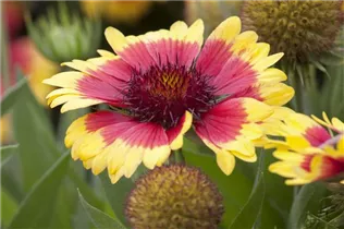 Gaillardia x grandiflora Sunset 'Mexican' - Kokardenblume Gaillardia x grandiflora Sunset 'Mexican' - Kokardenblume