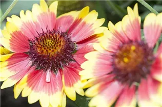 Gaillardia x grandiflora Sunset 'Mexican' - Kokardenblume Gaillardia x grandiflora Sunset 'Mexican' - Kokardenblume