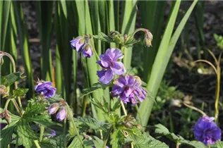 Geranium himalayense 'Plenum' - Garten-Storchschnabel 'Plenum'