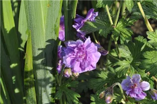 Geranium himalayense 'Plenum' - Garten-Storchschnabel 'Plenum'